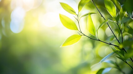 Poster - Close up of vibrant green leaves glowing in soft light creating a fresh and serene atmosphere : Generative AI