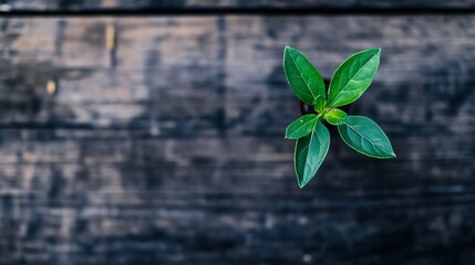 Poster - Closeup of a vibrant green plant on dark wooden table highlighting natural beauty and a rustic aesthetic : Generative AI