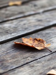 Poster - Close up of a dried maple leaf resting on a rustic wooden surface in autumn : Generative AI