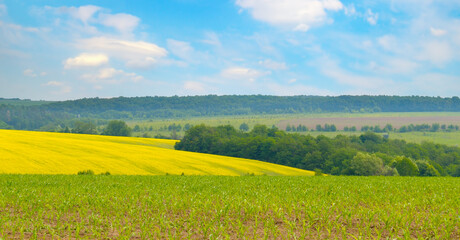 Wall Mural - Corn and rapeseed field and blue sky with bright sun. Beautiful summer landscape, Moldova.