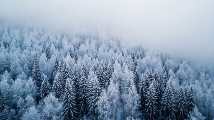 Aerial view of a serene winter forest blanketed in snow with frosted trees set against a grey misty sky : Generative AI