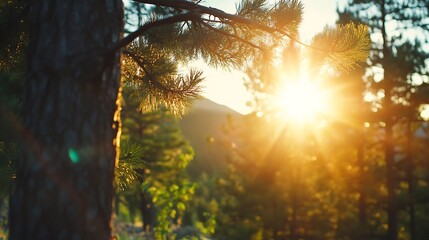 Aufkleber - Sunlight Filtering Through Pine Trees in a Lush Forest Setting Full of Vivid Greenery : Generative AI