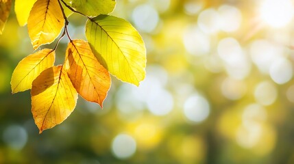 Poster - Closeup of autumn leaves glowing in soft sunlight with a blurred background : Generative AI