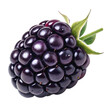 © Habib - blackberry fruit