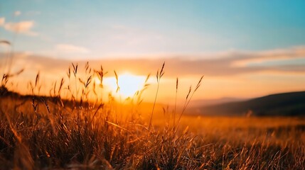 Poster - Golden sunset illuminating grassy field with a warm glow reflecting off tall grass : Generative AI