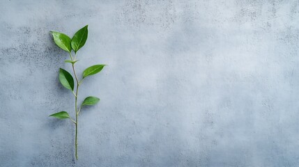 Aufkleber - Single green stem with leaves against a textured gray concrete backdrop for nature aesthetics : Generative AI