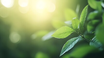 Poster - Close up of fresh green leaves glistening with water droplets in soft sunlight creating a serene atmosphere : Generative AI