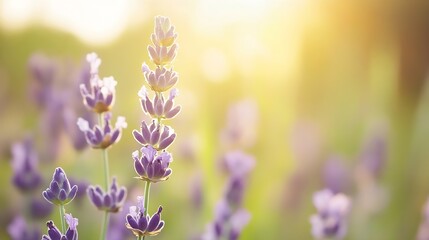Leinwandbilder - Lavender Flowers in Soft Golden Light Creating a Dreamy Botanical Scene : Generative AI