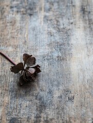 Wall Mural - A single dried rose lies on a rustic wooden surface creating a vintage aesthetic : Generative AI