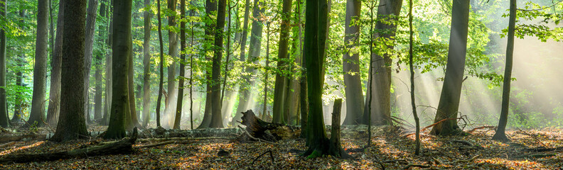 Wall Mural - Beautiful sunny morning in green forest