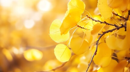 Poster - Golden autumn leaves shimmering in soft sunlight creating a warm and inviting atmosphere : Generative AI