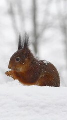 Wall Mural - squirrel in snow