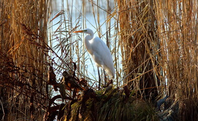 Wall Mural - heron in the nest