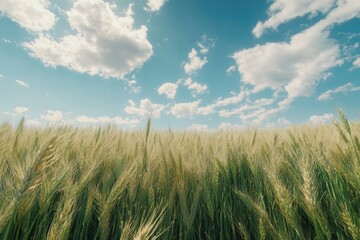 crops ready for harvest under clear sky.