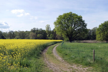 Wall Mural - Feldweg mit Rapsfeld