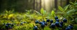 © Svitlana - Sunlit blueberries in lush forest underbrush