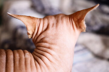 Poster - A close-up shot of a hairless cat lying on a bed, perfect for pet-related or home decor images.