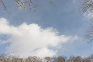 Wall Mural - winter cloud on a feathery blue sky with tree tops