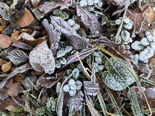 Close up of beautiful frozen leaves plants twigs with white layer of frost and ice in Norfolk country rural garden soil raised beds in Winter flat lay view day light