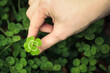 © Leigh Prather - Holding a good luck four leaf clover standing out from meadow of green clovers. Unique discovery of a rare 4 leaf clover for St Patricks day charm or to symbolize luck, good fortune, or prosperity.