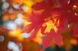 © Margarita - Close-up of Vibrant Autumn Foliage with Red and Orange Leaves Backlit by Sunlight