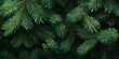 © Margarita - Christmas Background with Dark Green Pine Needles and Branches for Holiday Design and Winter Nature Flyer