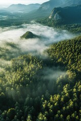 Wall Mural - scenic view of misty valley surrounded by green trees and mountains in the background.