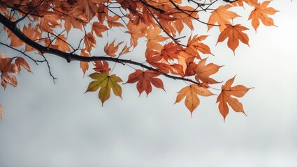 Wall Mural - Autumn foliage on a branch set against a light backdrop