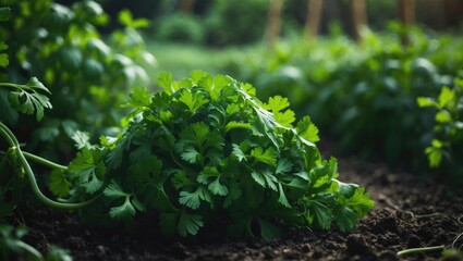 Wall Mural - Cilantro foliage thriving in a garden setting, symbolizing themes in nutrition, wellness, and agriculture. Organic cilantro leaves in focus.