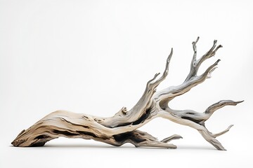 Poster - Beautifully twisted piece of driftwood on a clean background showcasing natural art and texture : Generative AI