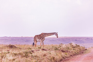 giraffe walking in the savannah