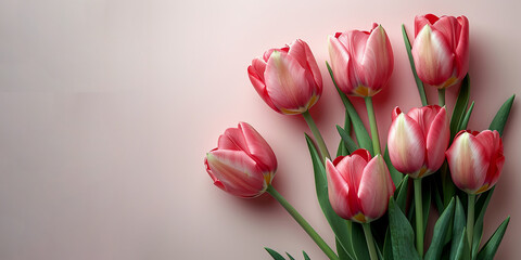 Wall Mural - Tulips On Pastel Pink Background