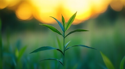 Wall Mural - Fresh green plant sprouting against the backdrop of a soft golden sunset radiating calm and nature beauty : Generative AI