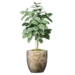 collection of rubber fig tree with realistic style