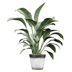 3d illustration of strelitzia nicolai plant in planter isolated on transparent canvas
