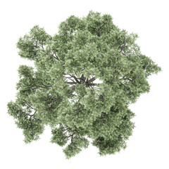 green oak tree isolated on transparent canvas from top view