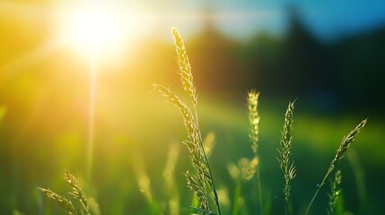 Aufkleber - Morning Light Glinting Off Grass Blades with Vibrant Sun Rays in a Green Field : Generative AI