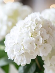 Leinwandbilder - Beautiful Close Up of White Hydrangea Blooms in Soft Focus : Generative AI