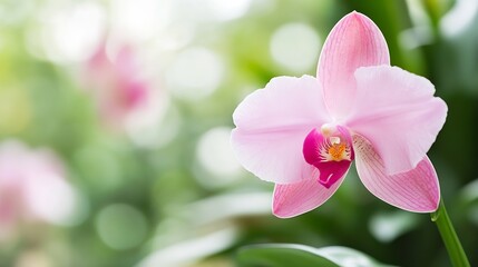 Aufkleber - Delicate Pink Orchid Flower Blooming in a Lush Green Garden Environment with Soft Focus Background : Generative AI