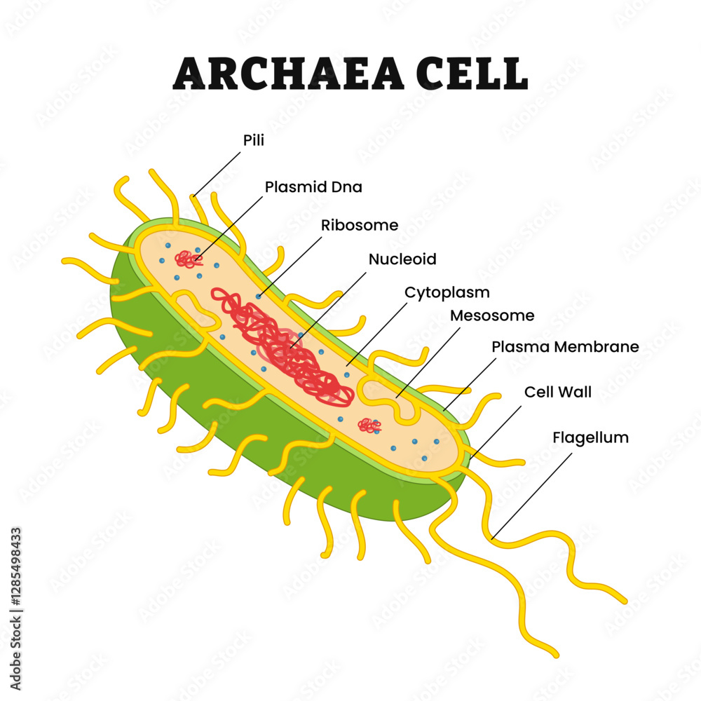 Phli Structure Archaea or archaebacteria structure anatomy microbiology organism parts ...