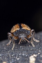 Wall Mural - macro shot capturing the intricate details of a shiny beetle on a dark surface : generative ai