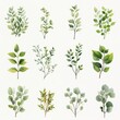 © Rattana - Various green leaves and branches illustration.