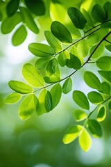 Poster - Vibrant Green Leaves Captured in Natural Light Creating a Fresh and Lively Atmosphere : Generative AI