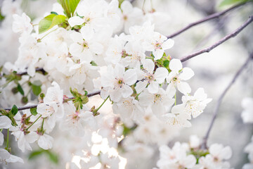 Wall Mural - spring flowering of cherry branches in the garden. delicate white flowers