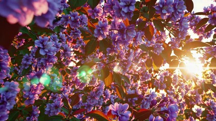 Poster - Enchanting Blossoms Journey