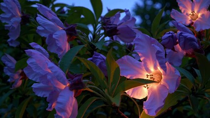 Poster - Enchanting Bloom at Dusk