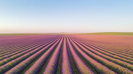 Wall Mural - Vast lavender fields stretch under serene sky, showcasing vibran