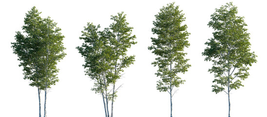 Wall Mural - betula pendula summer trees isolated png in sunset lighting on a transparent background premium cuto