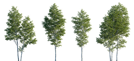 Wall Mural - betula pendula summer trees isolated png in sunset lighting on a transparent background premium cuto