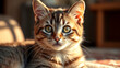 © David - Cute cat pet
